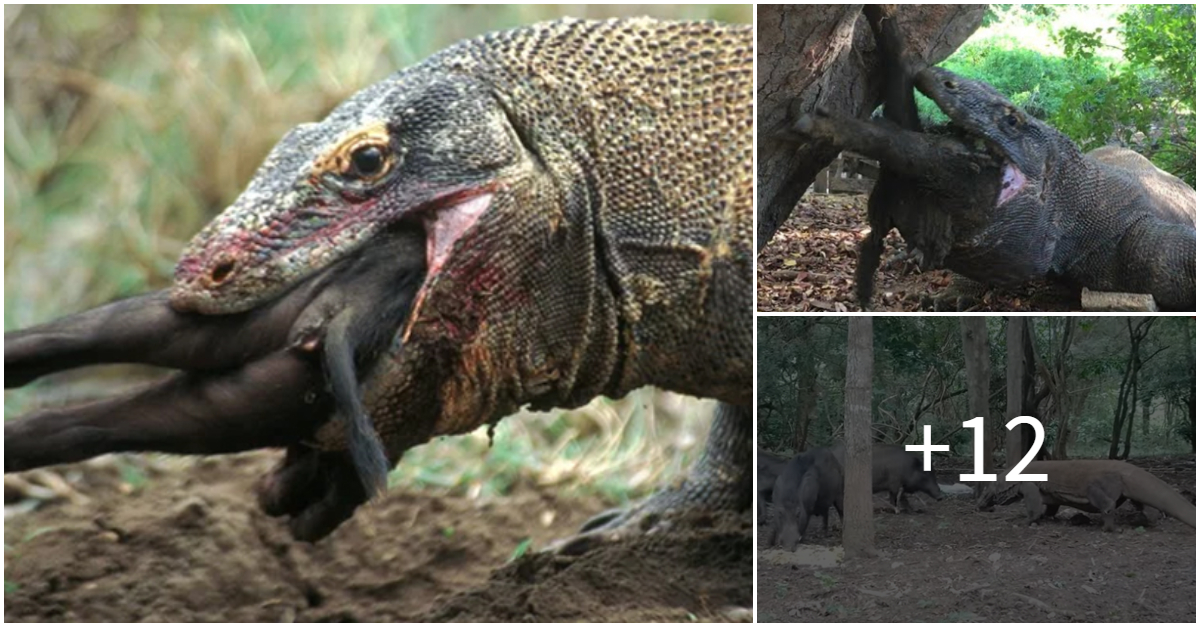 Terrifying Moment Komodo Dragon Swallowing The Whole Wіɩd Boar Just In A Few Seconds October Daily 